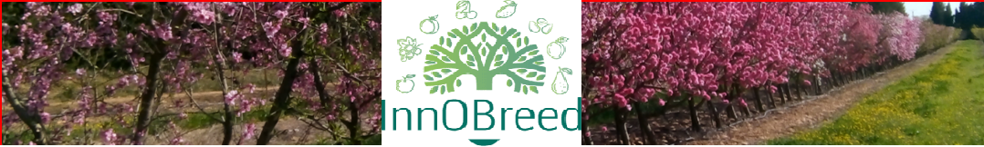 InnOBreed (Innovative Organic fruit Breeding and uses) (Horizon Europe ; juillet 2022 – juin 2026)