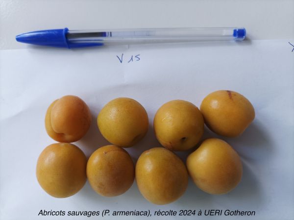 FRUIDIV