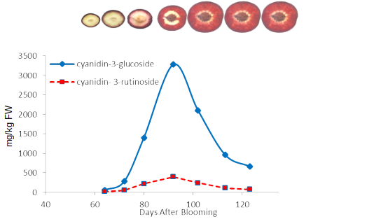 Publi Blood peach