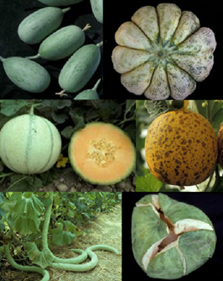 DOGIMONT Catherine melons