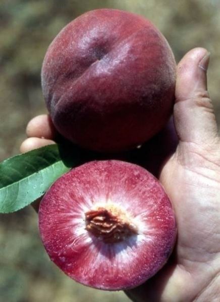 Publi Blood peach 2