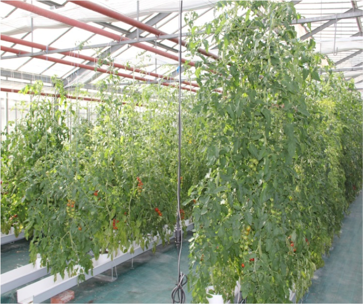 Production de tomates sous contrainte hydrique (à gauche) et en condition d'irrigation normale. Les mêmes accessions sont cultivées face à face (photo M Causse)