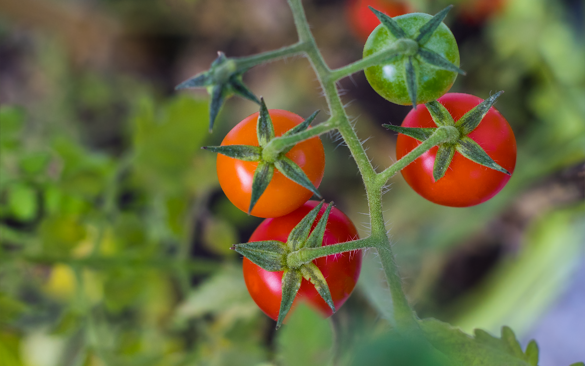 Une tomate cerise rendue résistante aux potyvirus 