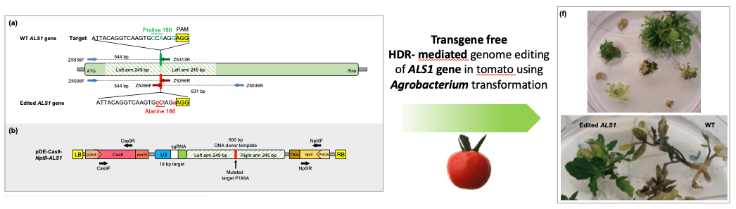 Un ciblage génique efficace chez la tomate sans insertion de transgène en utilisant le système CRISPR-Cas9 via Agrobacterium tumefaciens.