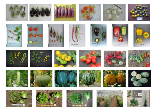 The INRAE Centre for Vegetable Germplasm: Geographically and Phenotypically Diverse Collections and Their Use in Genetics and Plant Breeding